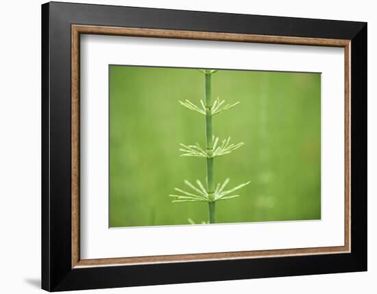 horsetail, Equisetum arvense, grow, spring-David & Micha Sheldon-Framed Photographic Print