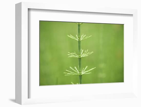 horsetail, Equisetum arvense, grow, spring-David & Micha Sheldon-Framed Photographic Print