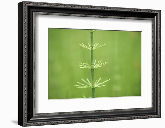 horsetail, Equisetum arvense, grow, spring-David & Micha Sheldon-Framed Photographic Print