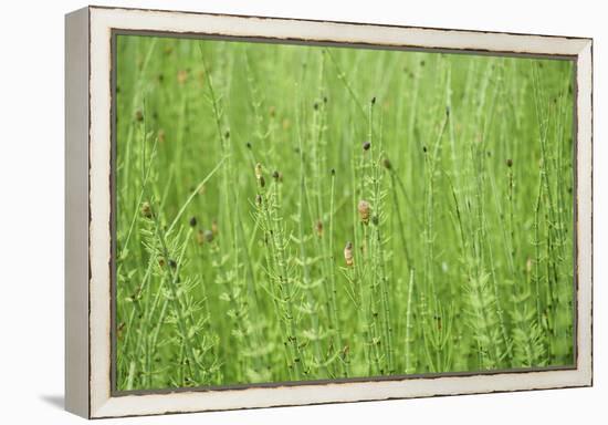 horsetail, Equisetum arvense, grow, spring-David & Micha Sheldon-Framed Premier Image Canvas