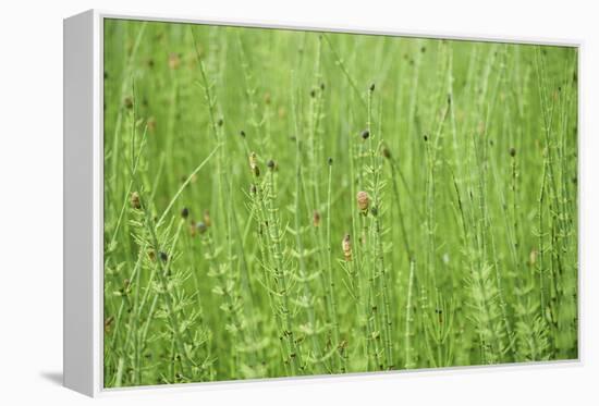 horsetail, Equisetum arvense, grow, spring-David & Micha Sheldon-Framed Premier Image Canvas