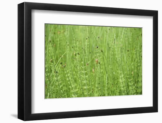 horsetail, Equisetum arvense, grow, spring-David & Micha Sheldon-Framed Photographic Print