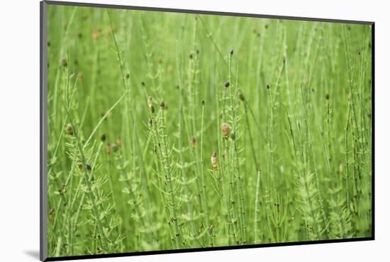 horsetail, Equisetum arvense, grow, spring-David & Micha Sheldon-Mounted Photographic Print