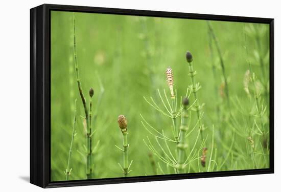 horsetail, Equisetum arvense, grow, spring-David & Micha Sheldon-Framed Premier Image Canvas