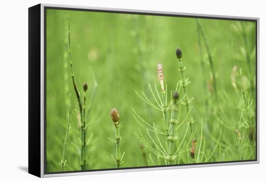 horsetail, Equisetum arvense, grow, spring-David & Micha Sheldon-Framed Premier Image Canvas