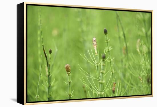 horsetail, Equisetum arvense, grow, spring-David & Micha Sheldon-Framed Premier Image Canvas