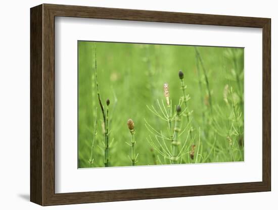 horsetail, Equisetum arvense, grow, spring-David & Micha Sheldon-Framed Photographic Print