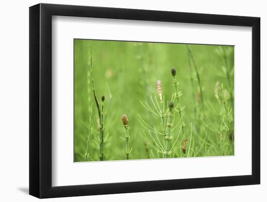 horsetail, Equisetum arvense, grow, spring-David & Micha Sheldon-Framed Photographic Print