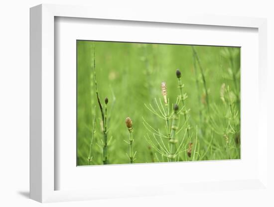 horsetail, Equisetum arvense, grow, spring-David & Micha Sheldon-Framed Photographic Print