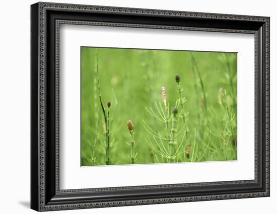 horsetail, Equisetum arvense, grow, spring-David & Micha Sheldon-Framed Photographic Print