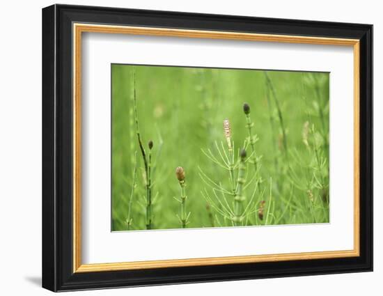 horsetail, Equisetum arvense, grow, spring-David & Micha Sheldon-Framed Photographic Print