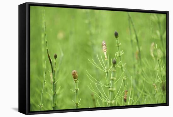 horsetail, Equisetum arvense, grow, spring-David & Micha Sheldon-Framed Stretched Canvas