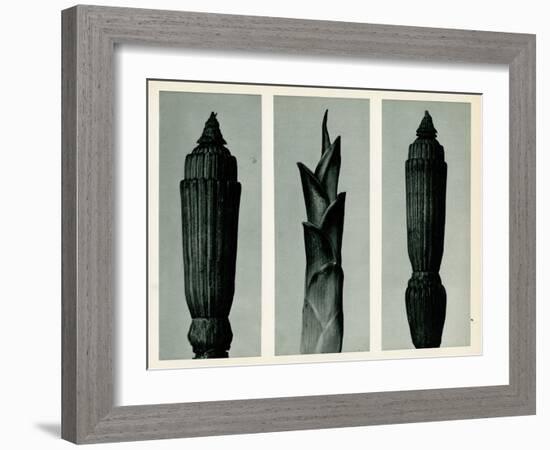 Horsetail Rush, 1929 (Photogravure)-Karl Blossfeldt-Framed Giclee Print