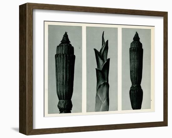 Horsetail Rush, 1929 (Photogravure)-Karl Blossfeldt-Framed Giclee Print