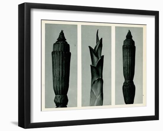 Horsetail Rush, 1929 (Photogravure)-Karl Blossfeldt-Framed Giclee Print