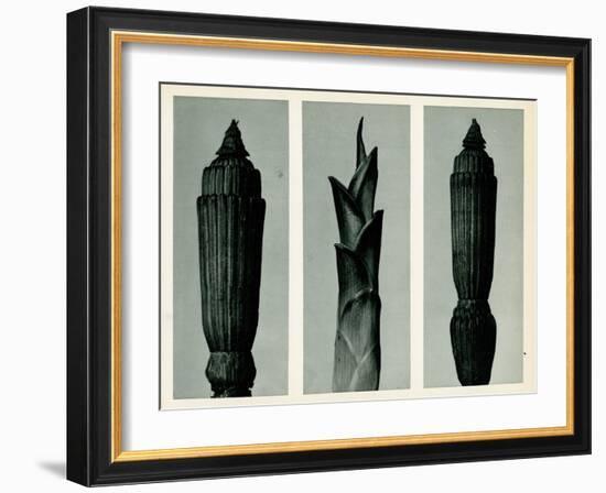 Horsetail Rush, 1929 (Photogravure)-Karl Blossfeldt-Framed Giclee Print