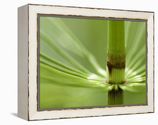 Horsetail, Stanley Park, British Columbia, Canada-Paul Colangelo-Framed Premier Image Canvas