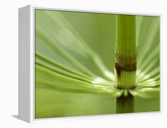 Horsetail, Stanley Park, British Columbia, Canada-Paul Colangelo-Framed Premier Image Canvas