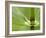 Horsetail, Stanley Park, British Columbia, Canada-Paul Colangelo-Framed Photographic Print