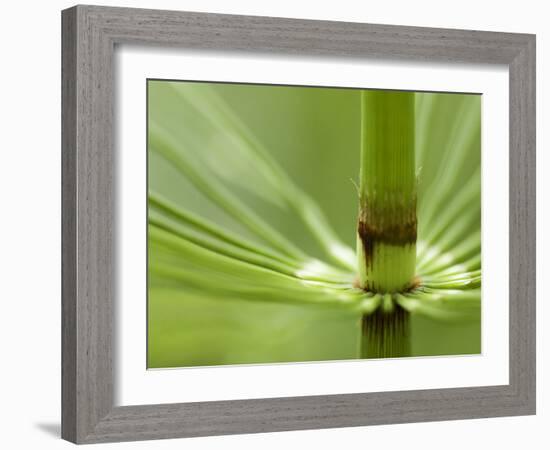 Horsetail, Stanley Park, British Columbia, Canada-Paul Colangelo-Framed Photographic Print