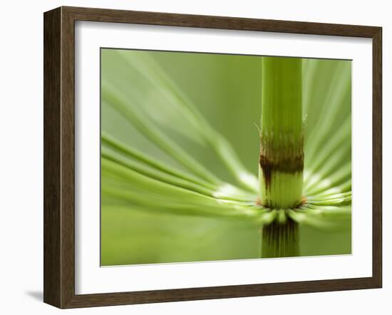 Horsetail, Stanley Park, British Columbia, Canada-Paul Colangelo-Framed Photographic Print