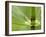 Horsetail, Stanley Park, British Columbia, Canada-Paul Colangelo-Framed Photographic Print