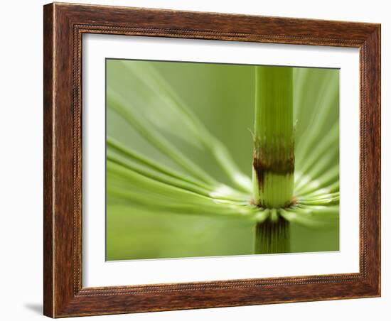 Horsetail, Stanley Park, British Columbia, Canada-Paul Colangelo-Framed Photographic Print