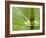 Horsetail, Stanley Park, British Columbia, Canada-Paul Colangelo-Framed Photographic Print