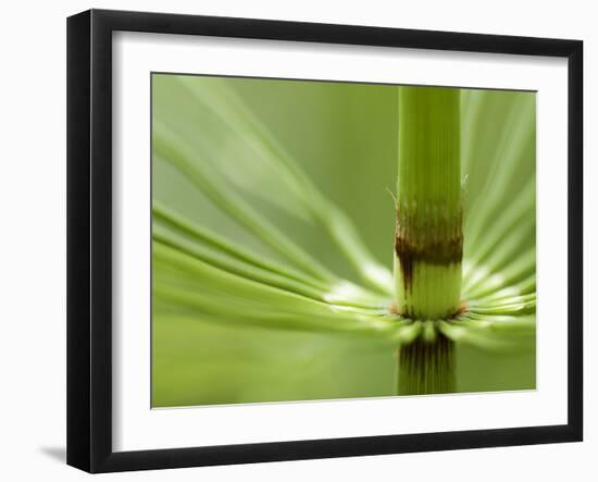 Horsetail, Stanley Park, British Columbia, Canada-Paul Colangelo-Framed Photographic Print