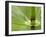 Horsetail, Stanley Park, British Columbia, Canada-Paul Colangelo-Framed Photographic Print