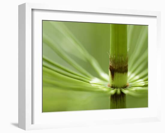 Horsetail, Stanley Park, British Columbia, Canada-Paul Colangelo-Framed Photographic Print