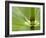 Horsetail, Stanley Park, British Columbia, Canada-Paul Colangelo-Framed Photographic Print