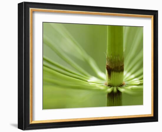 Horsetail, Stanley Park, British Columbia, Canada-Paul Colangelo-Framed Photographic Print