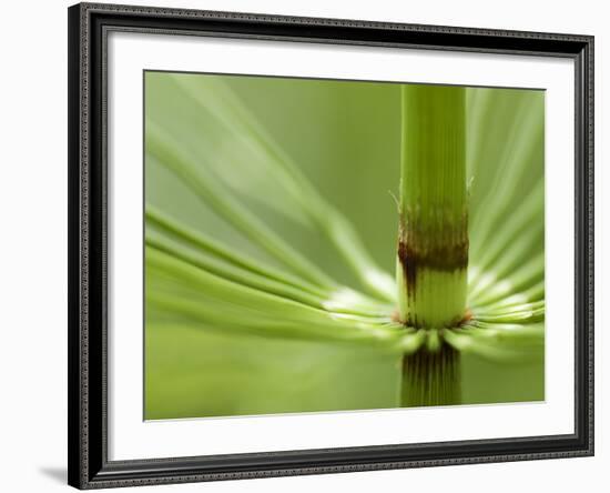 Horsetail, Stanley Park, British Columbia, Canada-Paul Colangelo-Framed Photographic Print