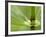 Horsetail, Stanley Park, British Columbia, Canada-Paul Colangelo-Framed Photographic Print