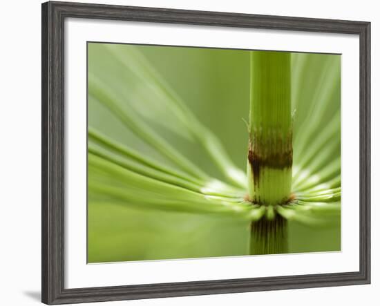 Horsetail, Stanley Park, British Columbia, Canada-Paul Colangelo-Framed Photographic Print