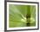 Horsetail, Stanley Park, British Columbia, Canada-Paul Colangelo-Framed Photographic Print