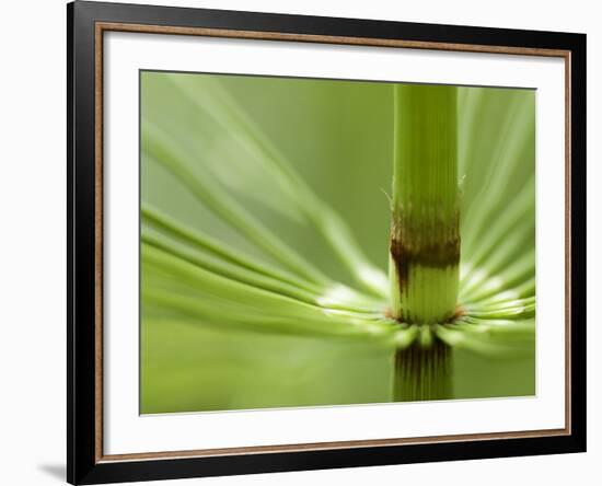 Horsetail, Stanley Park, British Columbia, Canada-Paul Colangelo-Framed Photographic Print