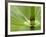 Horsetail, Stanley Park, British Columbia, Canada-Paul Colangelo-Framed Photographic Print