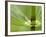 Horsetail, Stanley Park, British Columbia, Canada-Paul Colangelo-Framed Photographic Print