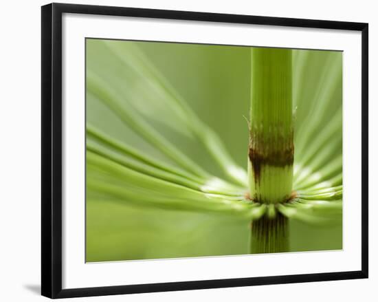 Horsetail, Stanley Park, British Columbia, Canada-Paul Colangelo-Framed Photographic Print