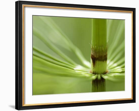 Horsetail, Stanley Park, British Columbia, Canada-Paul Colangelo-Framed Photographic Print