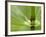 Horsetail, Stanley Park, British Columbia, Canada-Paul Colangelo-Framed Photographic Print