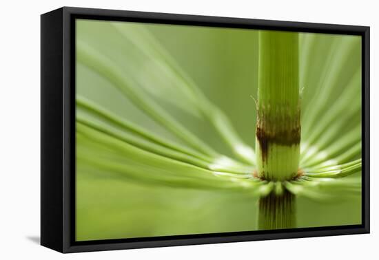 Horsetail, Stanley Park, British Columbia-Paul Colangelo-Framed Premier Image Canvas