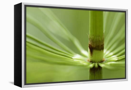 Horsetail, Stanley Park, British Columbia-Paul Colangelo-Framed Premier Image Canvas