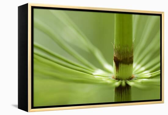 Horsetail, Stanley Park, British Columbia-Paul Colangelo-Framed Premier Image Canvas