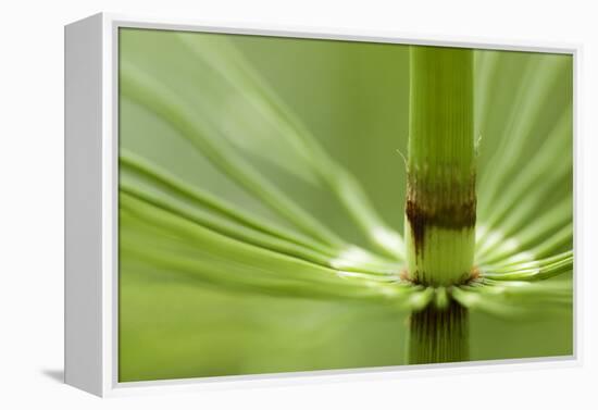 Horsetail, Stanley Park, British Columbia-Paul Colangelo-Framed Premier Image Canvas