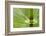 Horsetail, Stanley Park, British Columbia-Paul Colangelo-Framed Photographic Print