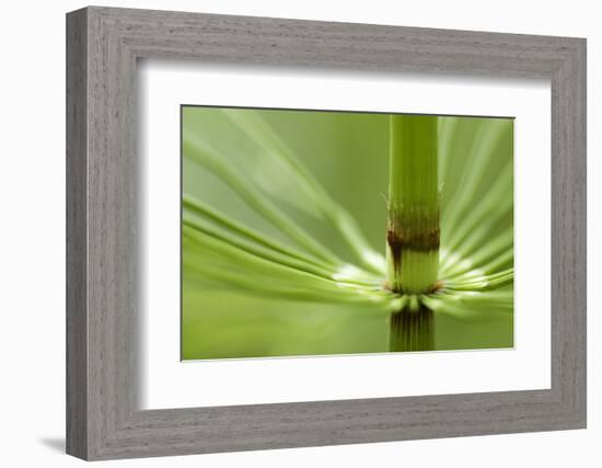 Horsetail, Stanley Park, British Columbia-Paul Colangelo-Framed Photographic Print