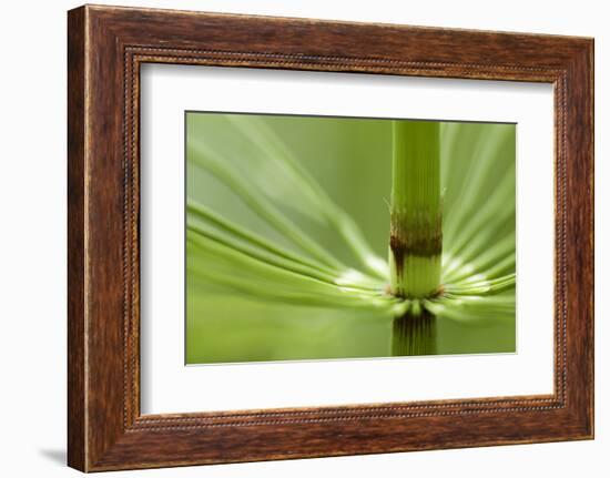 Horsetail, Stanley Park, British Columbia-Paul Colangelo-Framed Photographic Print